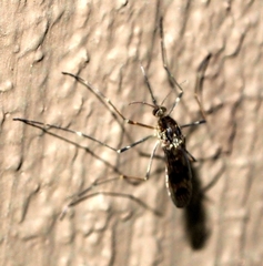 Culiseta incidens