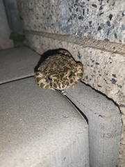 Bufotes viridis viridis