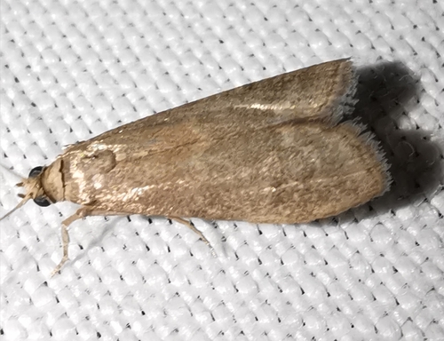Glyptoteles leucacrinella