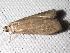 Glyptoteles leucacrinella