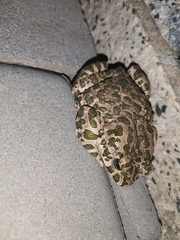 Bufotes viridis viridis