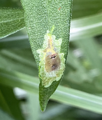Calycomyza promissa