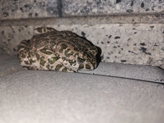 Bufotes viridis viridis