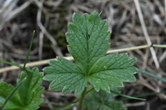 Potentilla grandiflora
