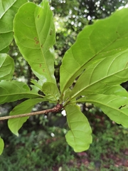 Terminalia bucidoides