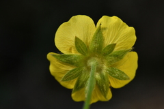 Potentilla grandiflora