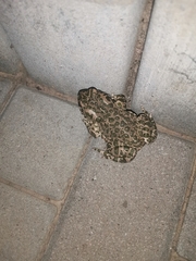 Bufotes viridis viridis