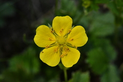 Potentilla grandiflora
