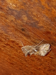 Autographa mandarina