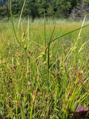Carex cryptolepis