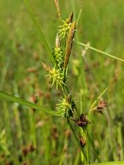 Carex cryptolepis
