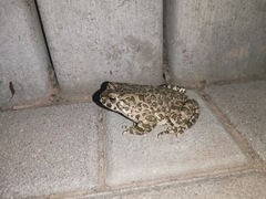 Bufotes viridis viridis