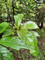 Terminalia bucidoides