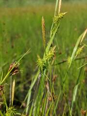 Carex cryptolepis