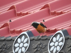 Phoenicurus auroreus