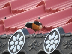 Phoenicurus auroreus