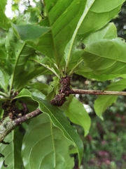 Terminalia bucidoides