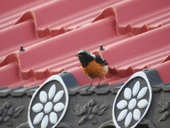 Phoenicurus auroreus