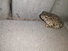 Bufotes viridis viridis
