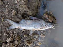 Pimelodus albicans