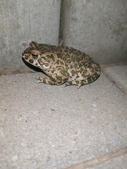 Bufotes viridis viridis