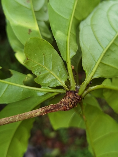 Image of Terminalia bucidoides by (c) Eduardo Chacón Madrigal, some rights reserved (CC BY)