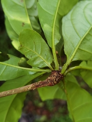 Terminalia bucidoides