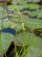 Schoenoplectus subterminalis