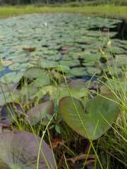 Schoenoplectus subterminalis