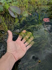 Schoenoplectus subterminalis