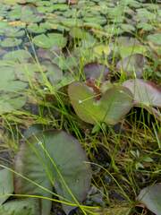 Schoenoplectus subterminalis