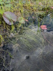 Schoenoplectus subterminalis