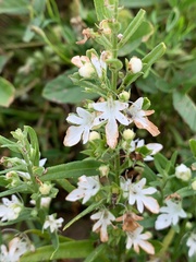 Teucrium integrifolium