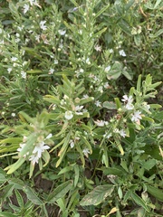 Teucrium integrifolium