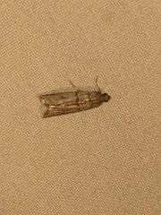 Ephestia elutella