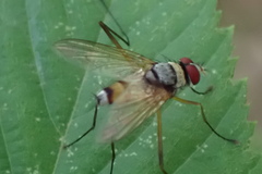 Cholomyia
