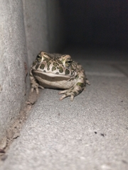 Bufotes viridis viridis
