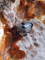 Cypherotylus guatemalae