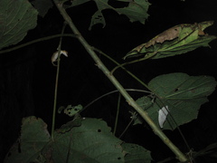 Uroplatus