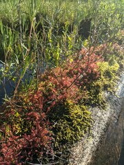 Drosera intermedia
