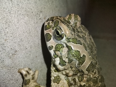 Bufotes viridis viridis