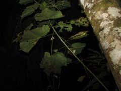 Uroplatus