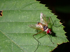Cholomyia