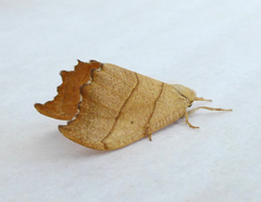 Falcaria lacertinaria