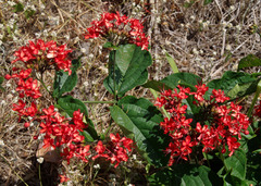 Clerodendrum splendens
