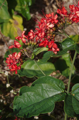 Clerodendrum splendens