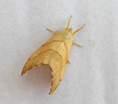 Falcaria lacertinaria