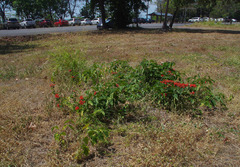 Clerodendrum splendens