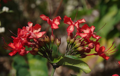 Clerodendrum splendens