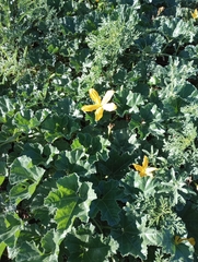 Apodanthera undulata